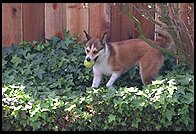 Ethan will try to hide the ball in the ivy. 