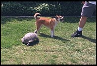 Papa turtle tries to get Ethan. 