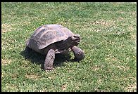 Papa turtle patrols the yard. 